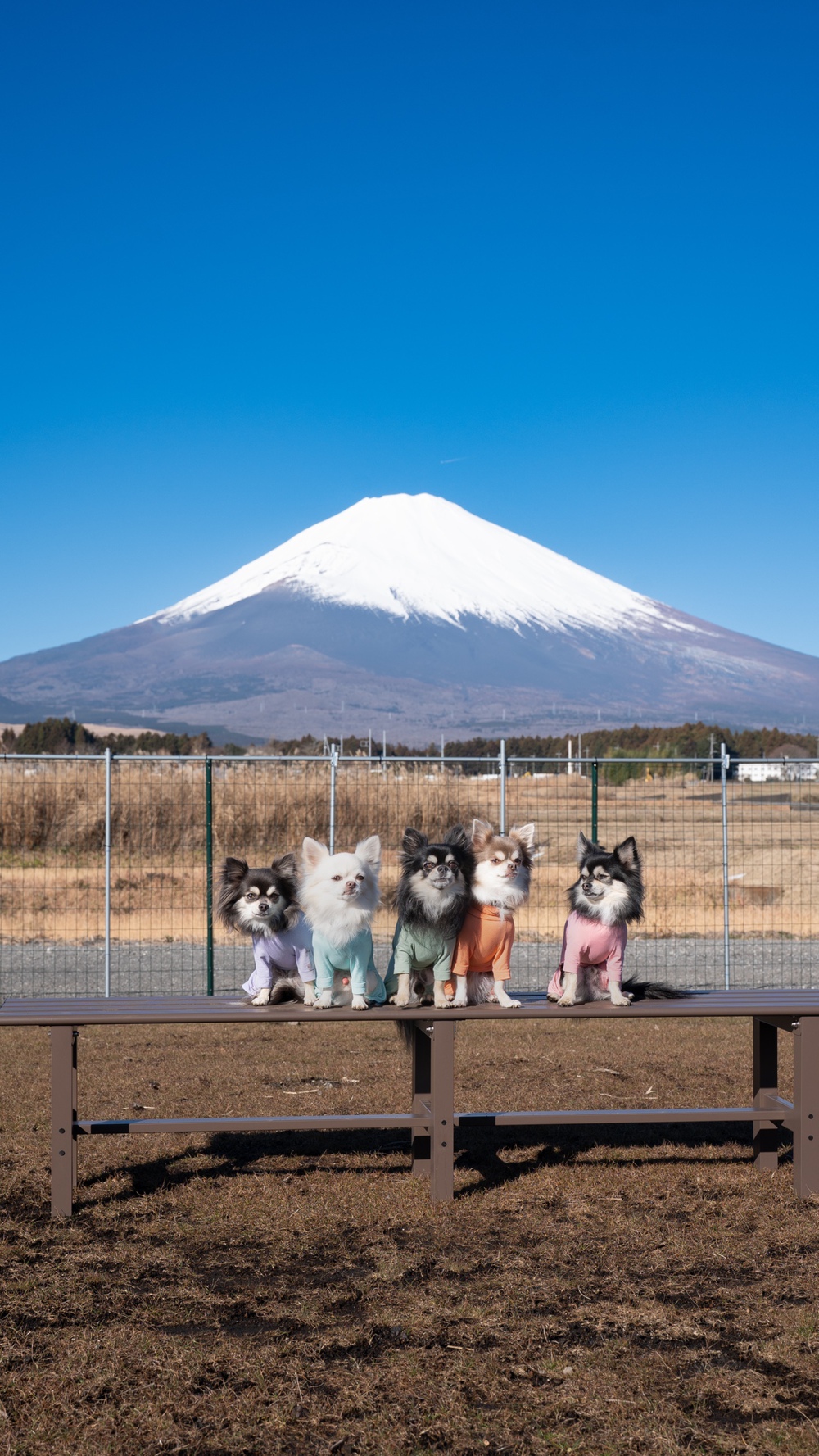 ペット