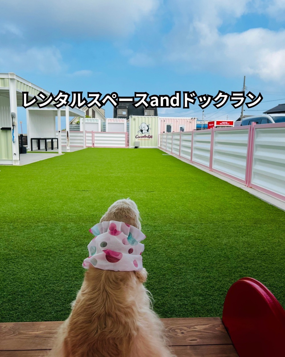 ペット