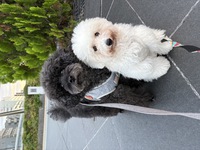HIACE dog OREO & FLAN